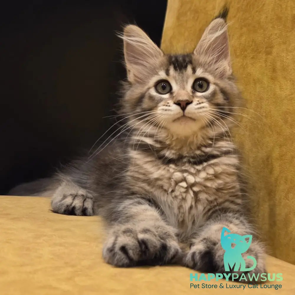 Ruslana Maine Coon polydactyl 6x6x6x6 female black golden ticked tabby - live animals