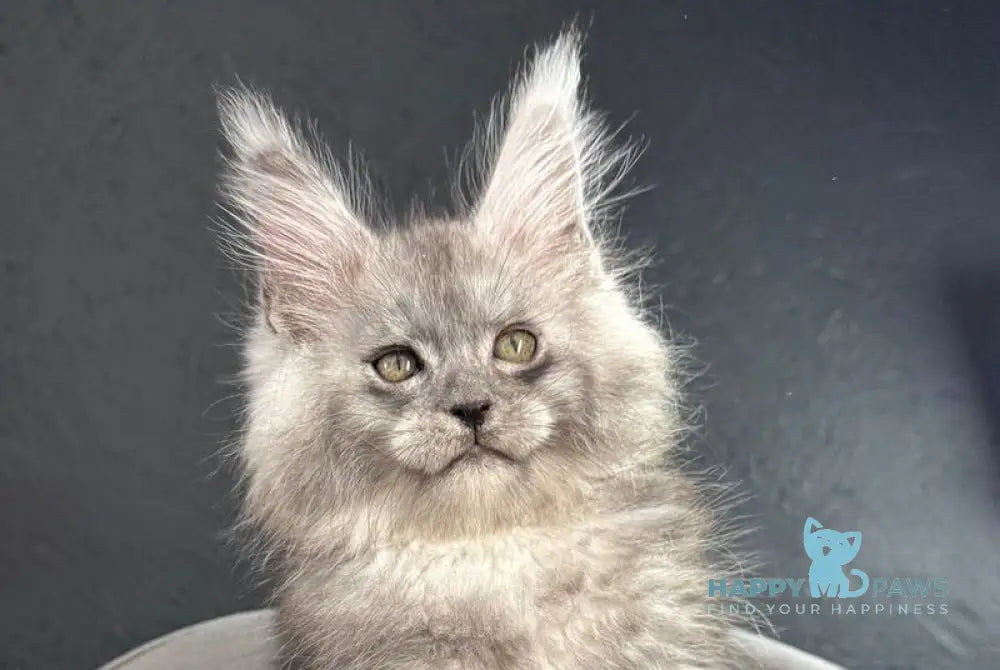 Russel Maine Coon male black silver live animals