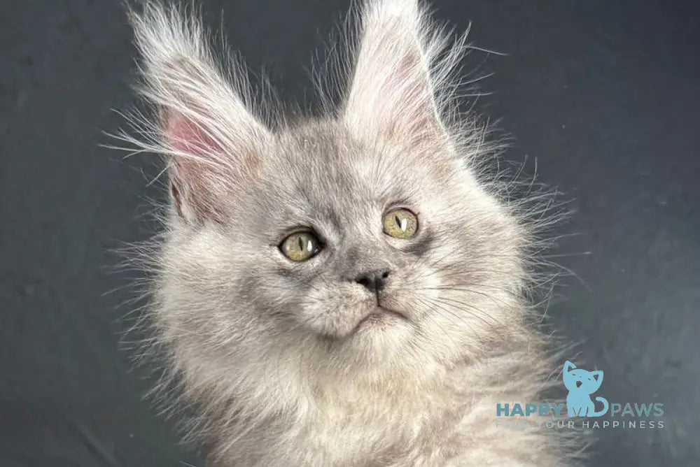 Russel Maine Coon male black silver live animals