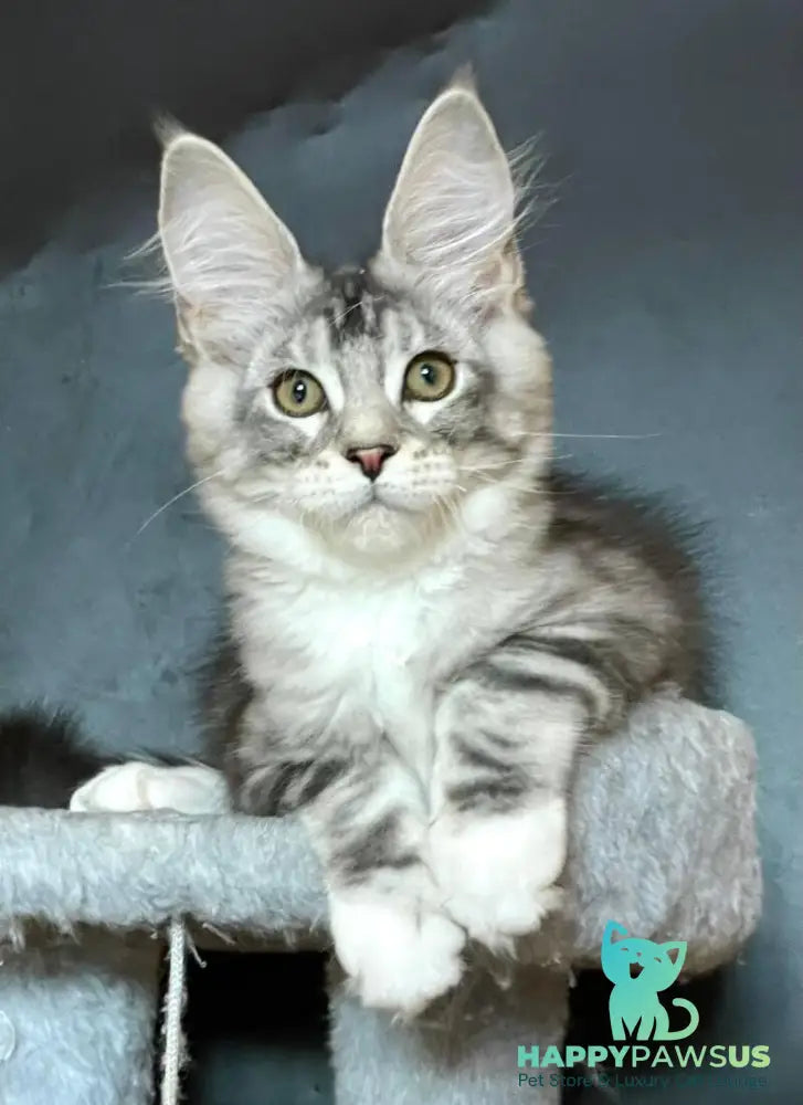 Russel Maine Coon male black silver with white tabby - live animals