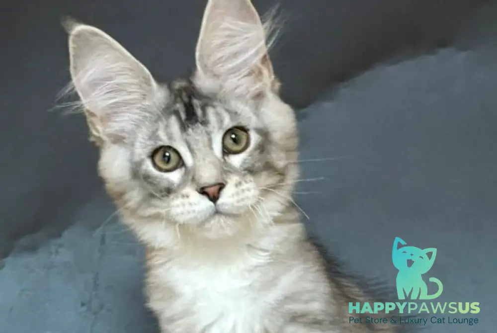 Russel Maine Coon male black silver with white tabby - live animals
