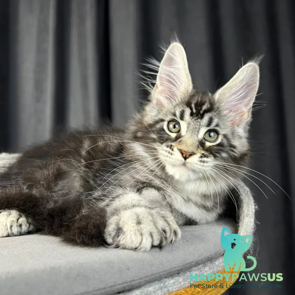 Russell Maine Coon polydactyl 6x6x6x6 male black silver tabby - live animals