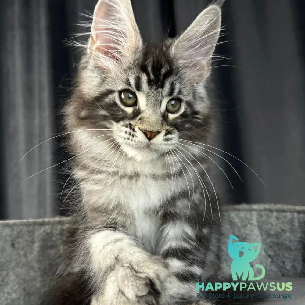 Russell Maine Coon polydactyl 6x6x6x6 male black silver tabby - live animals