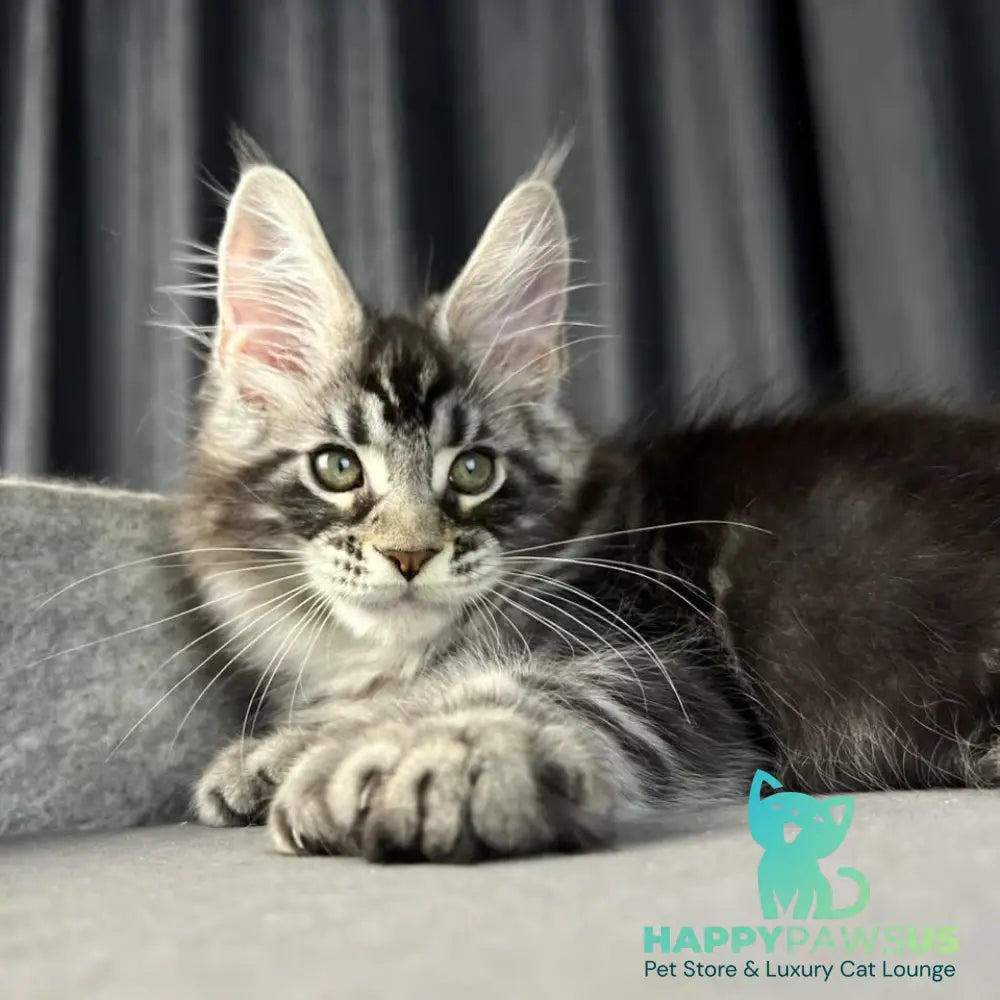 Russell Maine Coon polydactyl 6x6x6x6 male black silver tabby - live animals