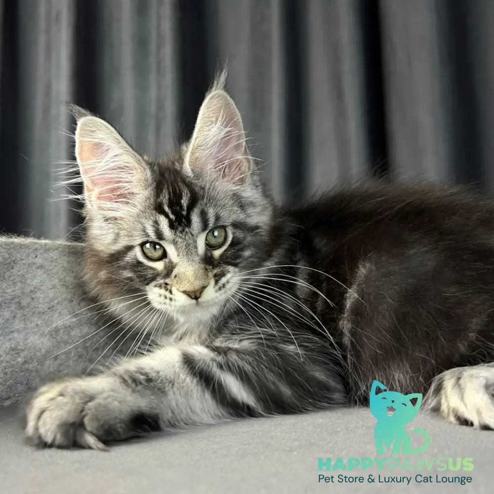 Russell Maine Coon polydactyl 6x6x6x6 male black silver tabby - live animals