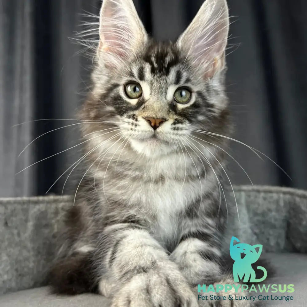 Russell Maine Coon polydactyl 6x6x6x6 male black silver tabby - live animals