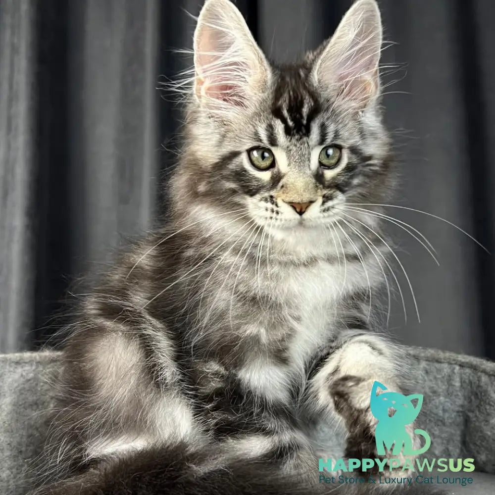 Russell Maine Coon polydactyl 6x6x6x6 male black silver tabby - live animals