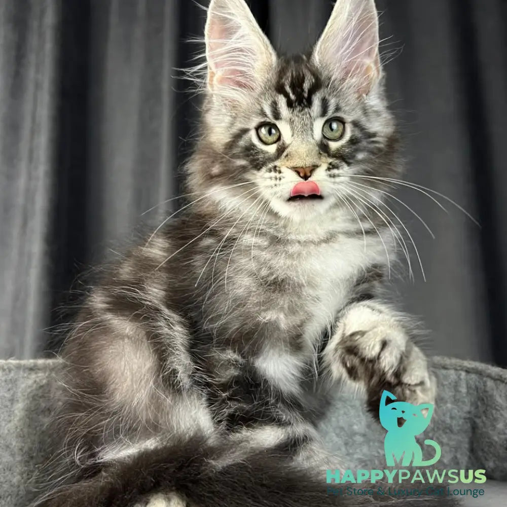 Russell Maine Coon polydactyl 6x6x6x6 male black silver tabby - live animals