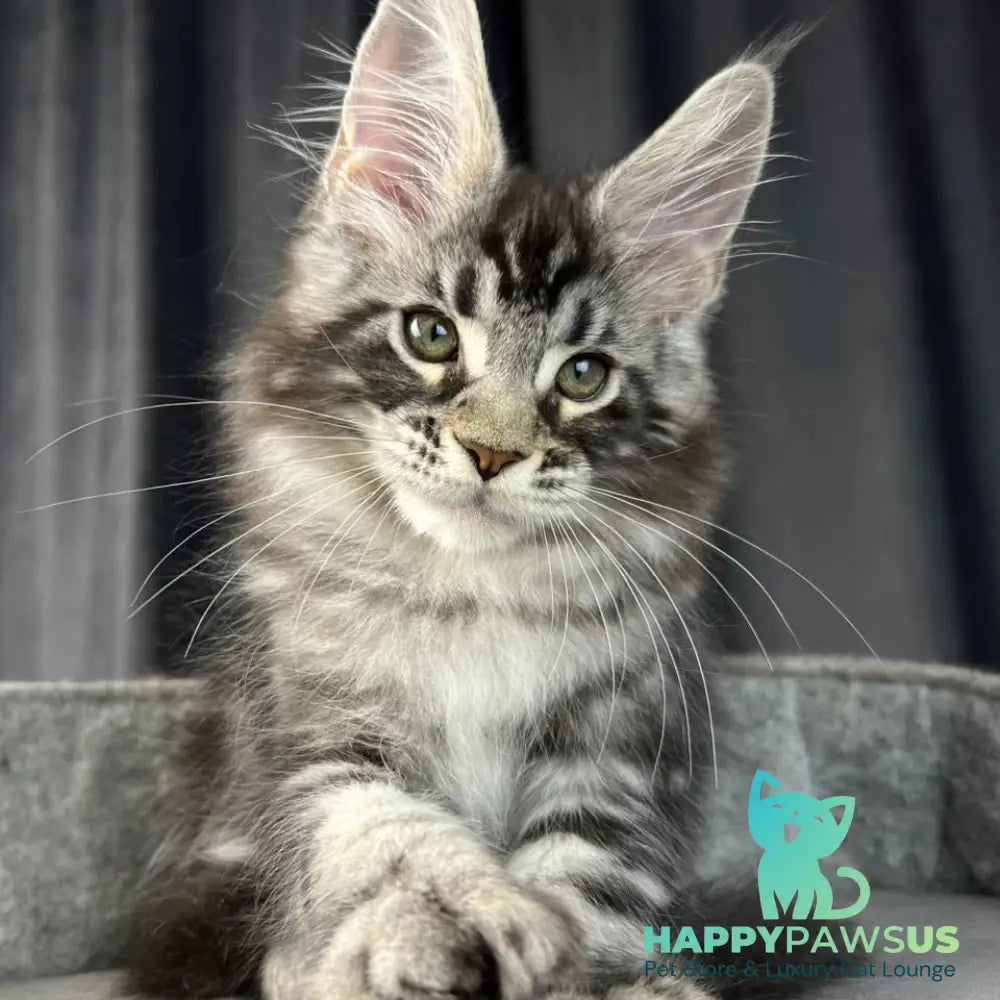 Russell Maine Coon polydactyl 6x6x6x6 male black silver tabby - live animals