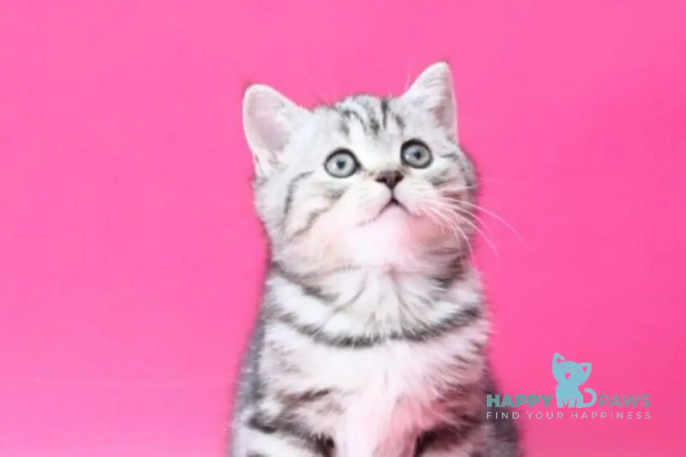 Russell Scottish Straight male black silver tabby live animals