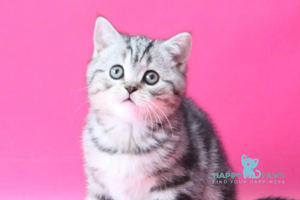 Russell Scottish Straight male black silver tabby live animals