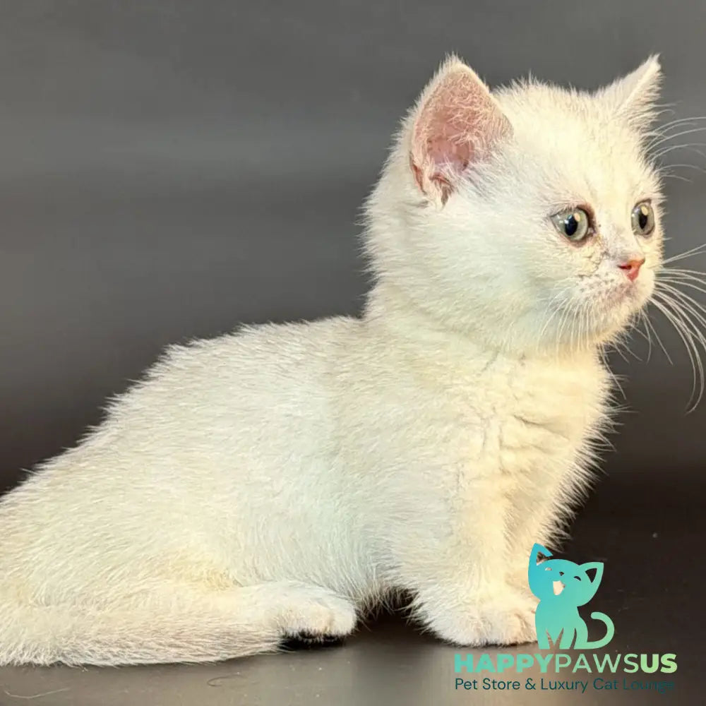 Rusty Munchkin male black silver shaded - live animals