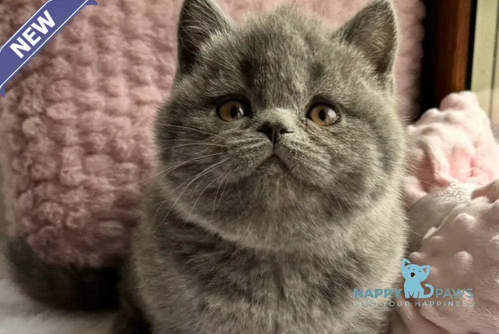 Ruta Scottish Straight female blue live animals