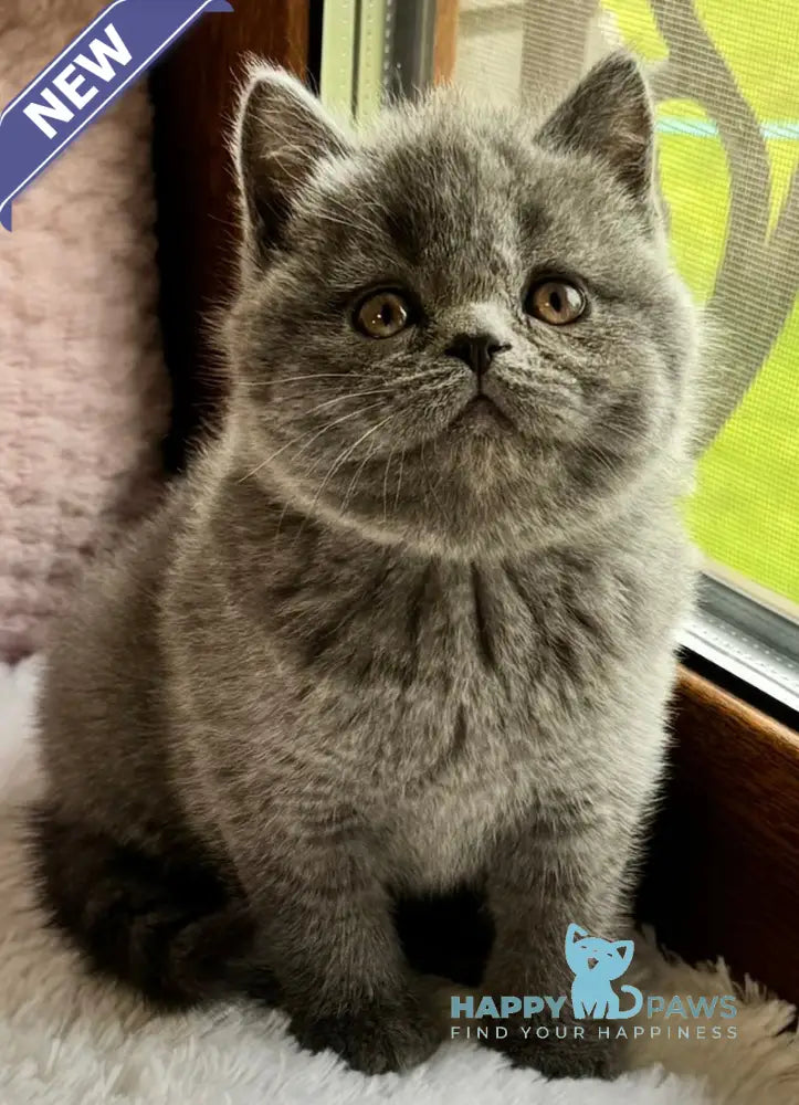 Ruta Scottish Straight female blue live animals