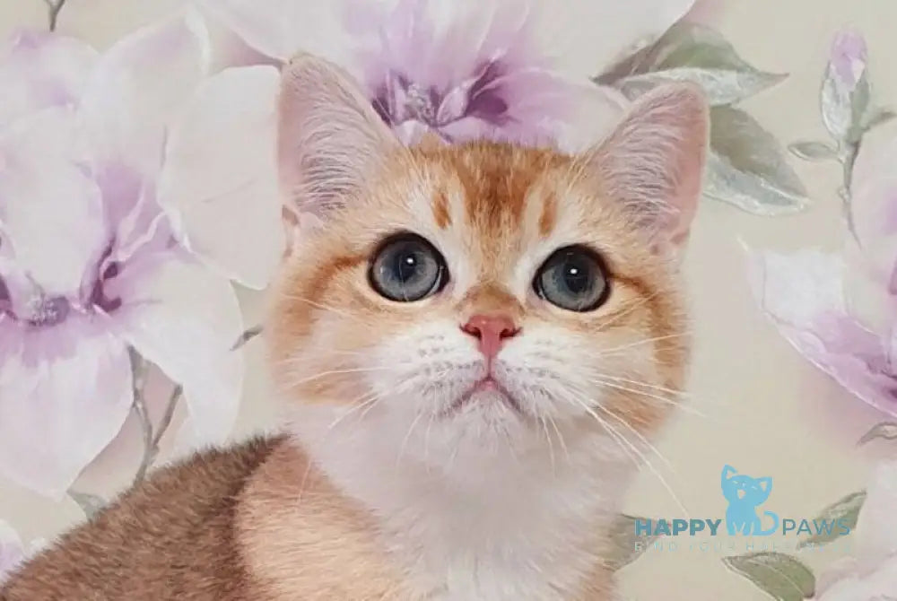 Ruzana British Shorthair female black golden shaded live animals