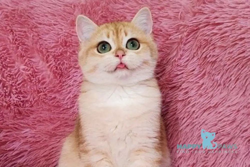 Ryan British Shorthair male black golden chinchilla live animals