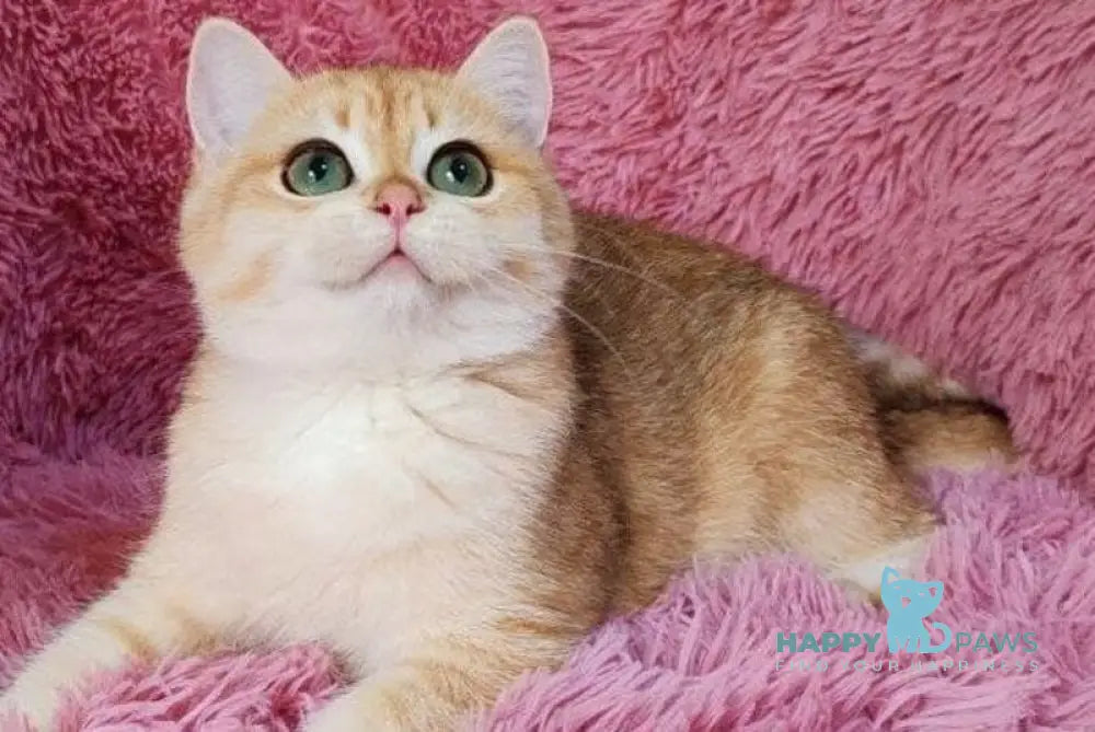 Ryan British Shorthair male black golden chinchilla live animals