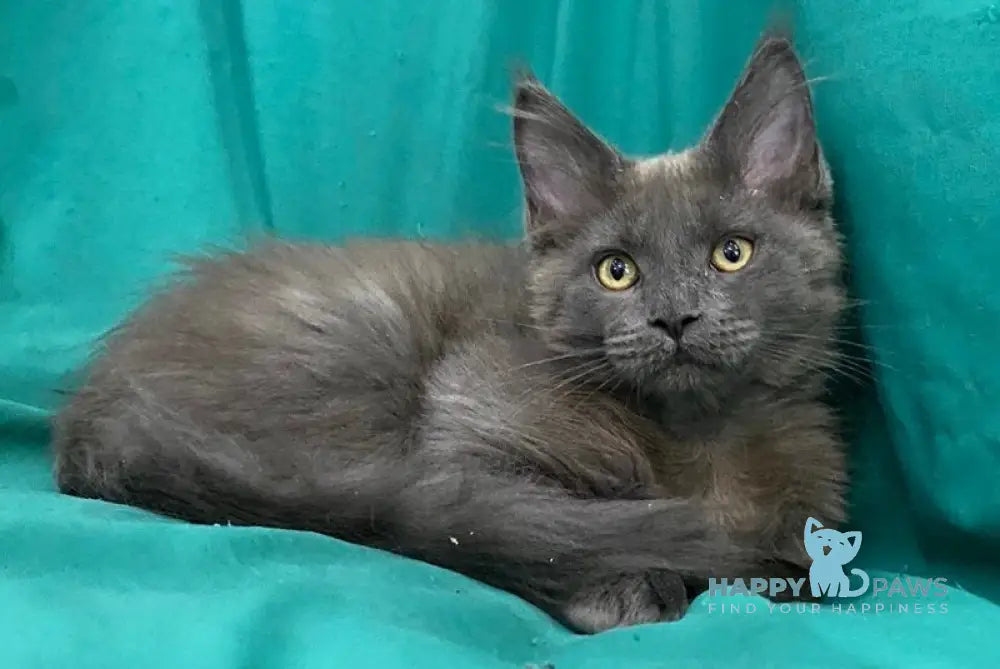 Ryanna Maine Coon female blue live animals