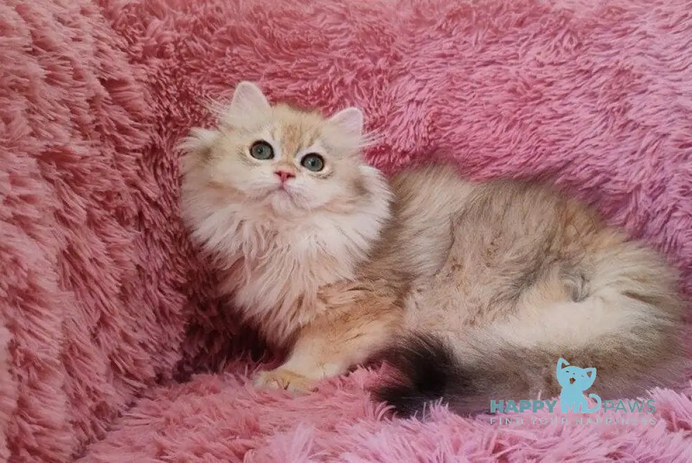 Ryanni British Longhair male black golden chinchilla live animals