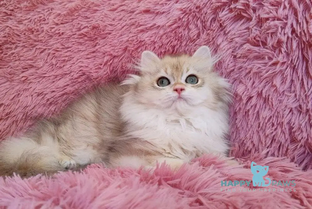 Ryanni British Longhair male black golden chinchilla live animals