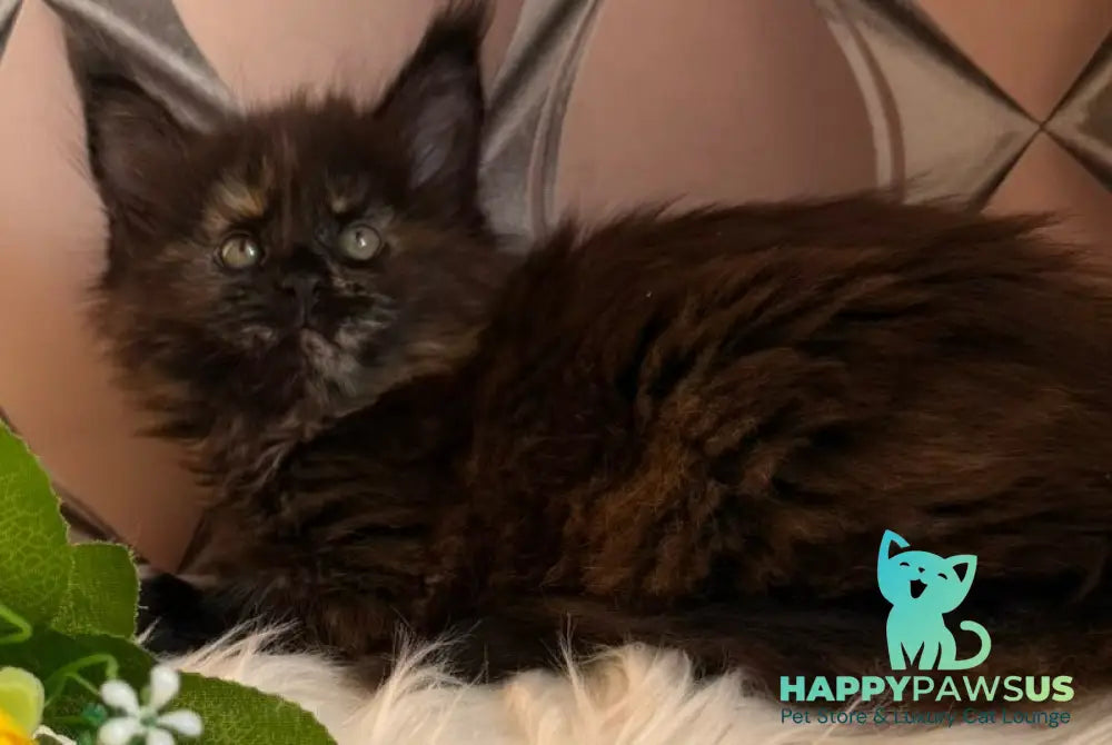 Ryna Maine Coon female black tortie live animals