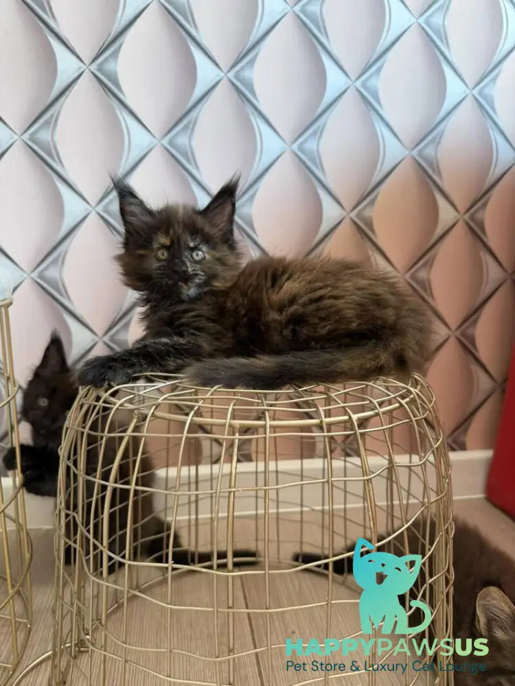 Ryna Maine Coon female black tortie live animals