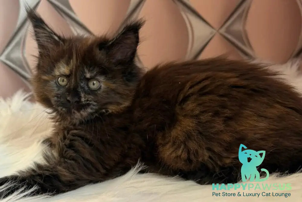 Ryna Maine Coon female black tortie live animals