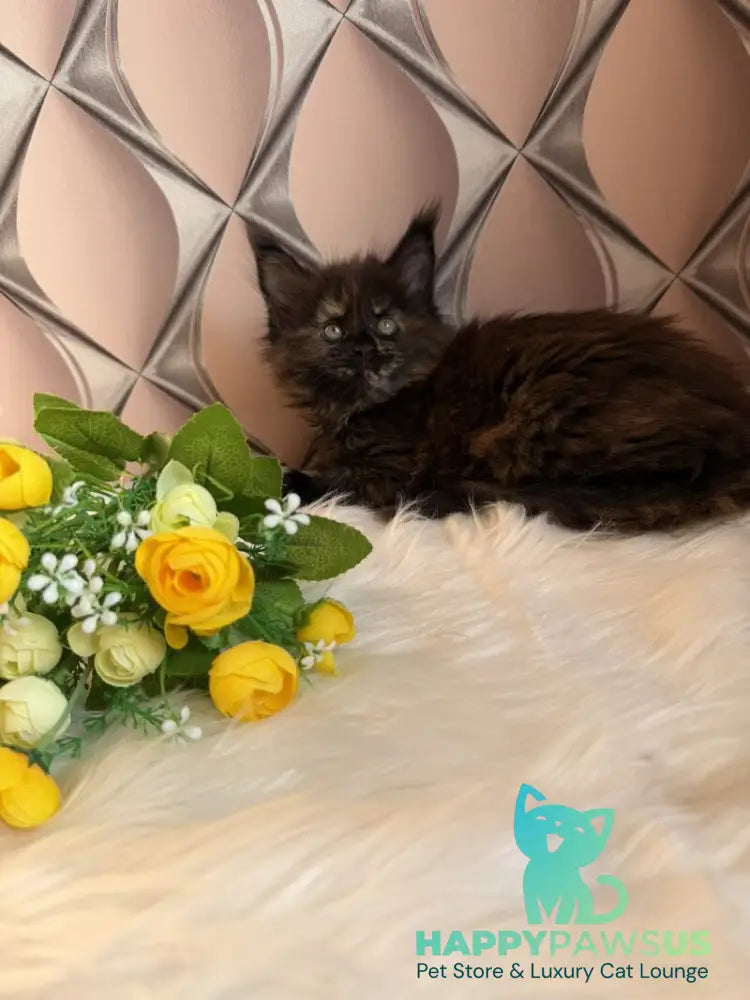 Ryna Maine Coon female black tortie live animals