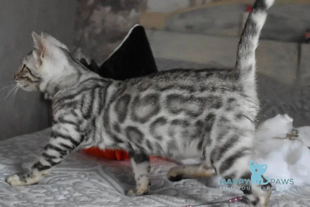 Ryza Bengal female black spotted tabby live animals