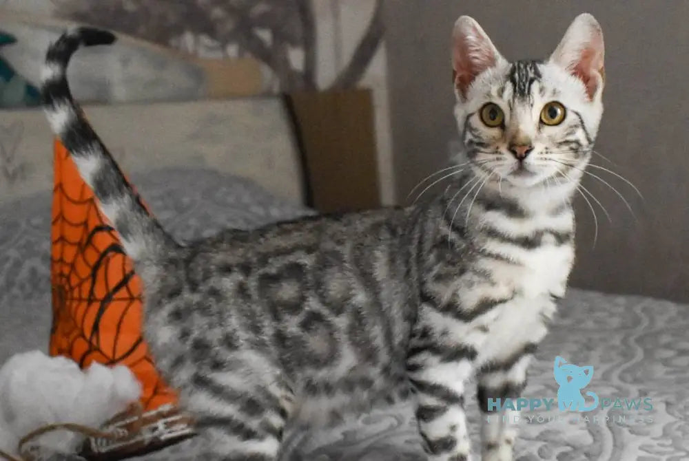 Ryza Bengal female black spotted tabby live animals
