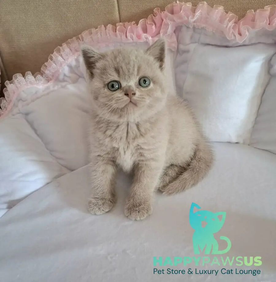 Sabina British Shorthair female lilac - live animals