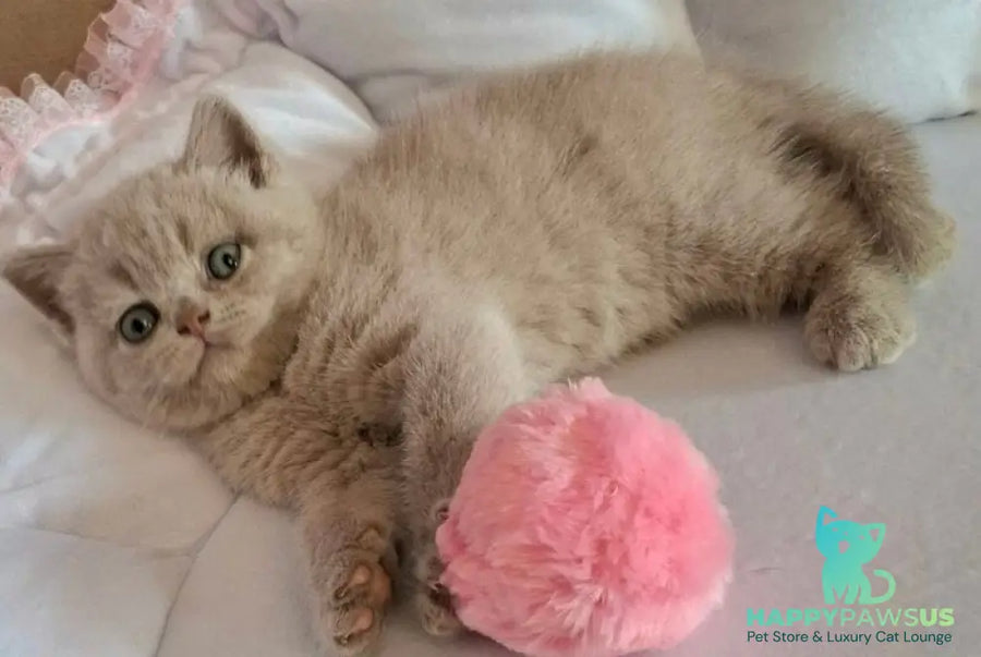 Sabina British Shorthair female lilac - live animals