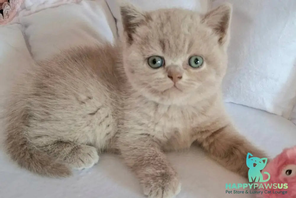 Sabina British Shorthair female lilac - live animals