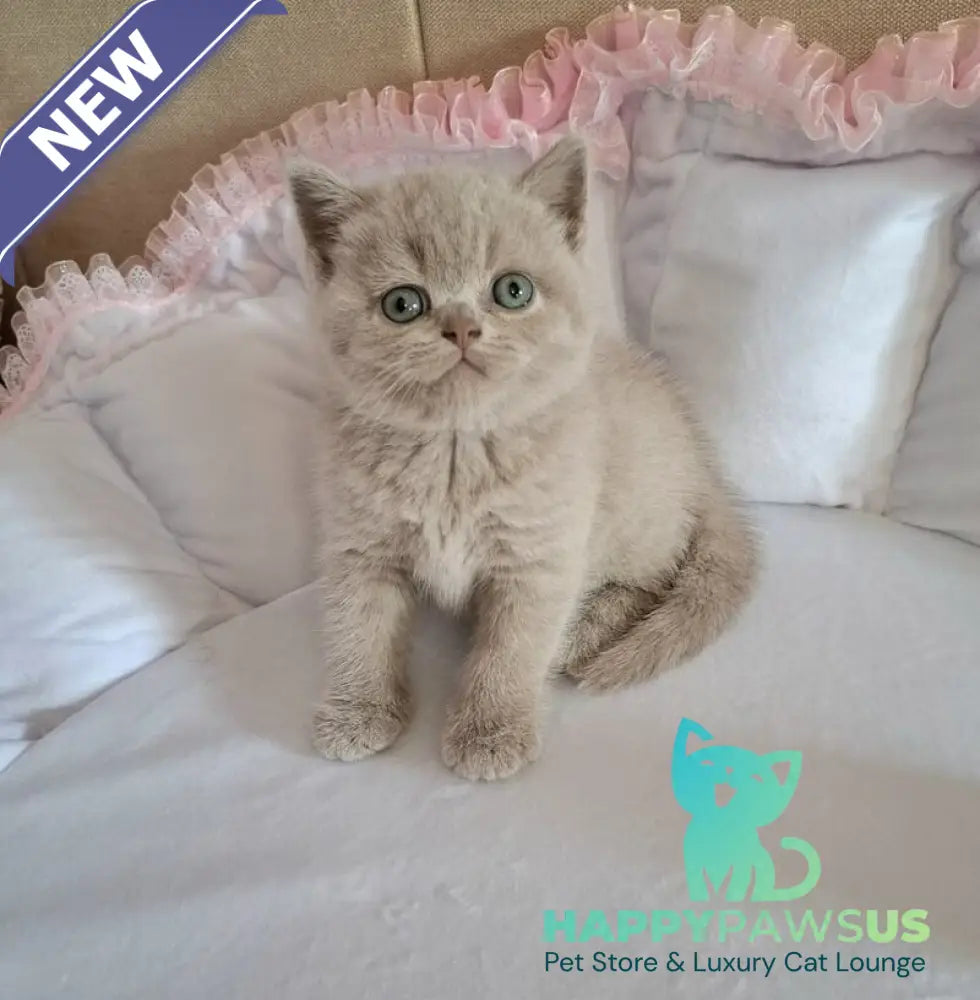 Sabina British Shorthair female lilac - live animals