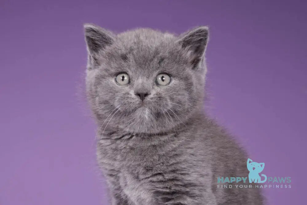 Sabina Scottish Straight female blue live animals