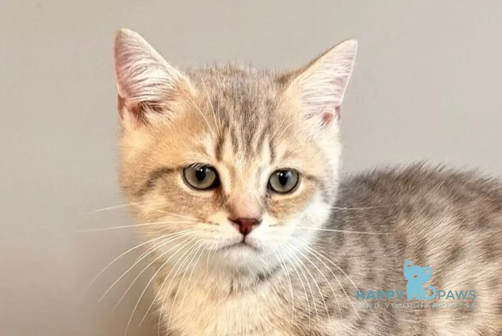 Sable Munchkin female blue golden spotted tabby live animals