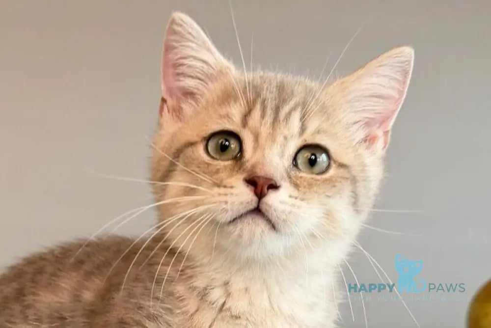 Sable Munchkin female blue golden spotted tabby live animals