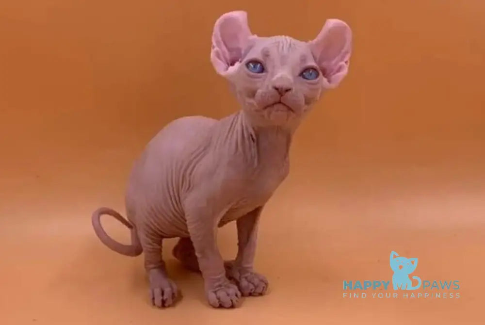 Sabrina Elf female white live animals