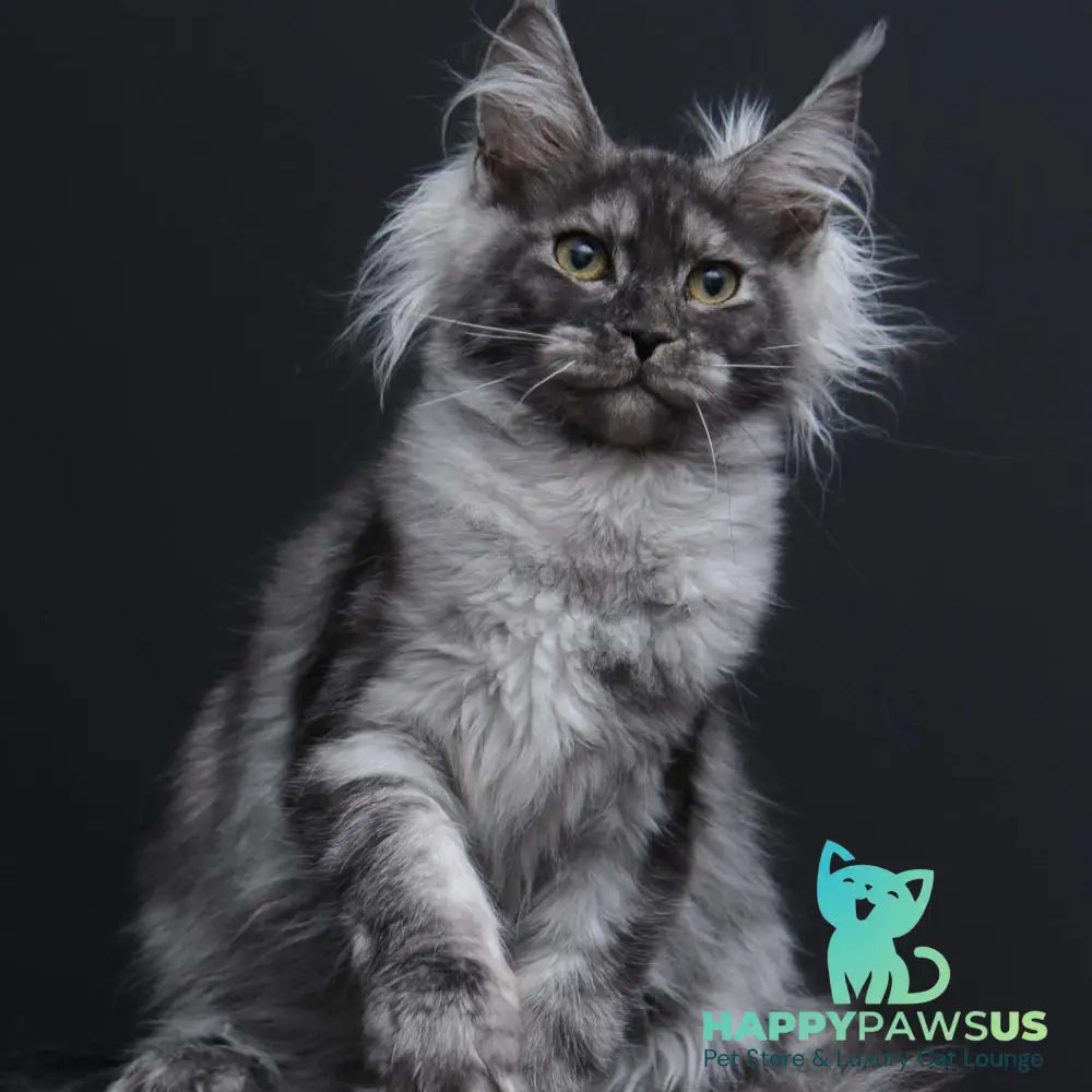 Sabrina Maine Coon female black silver - live animals