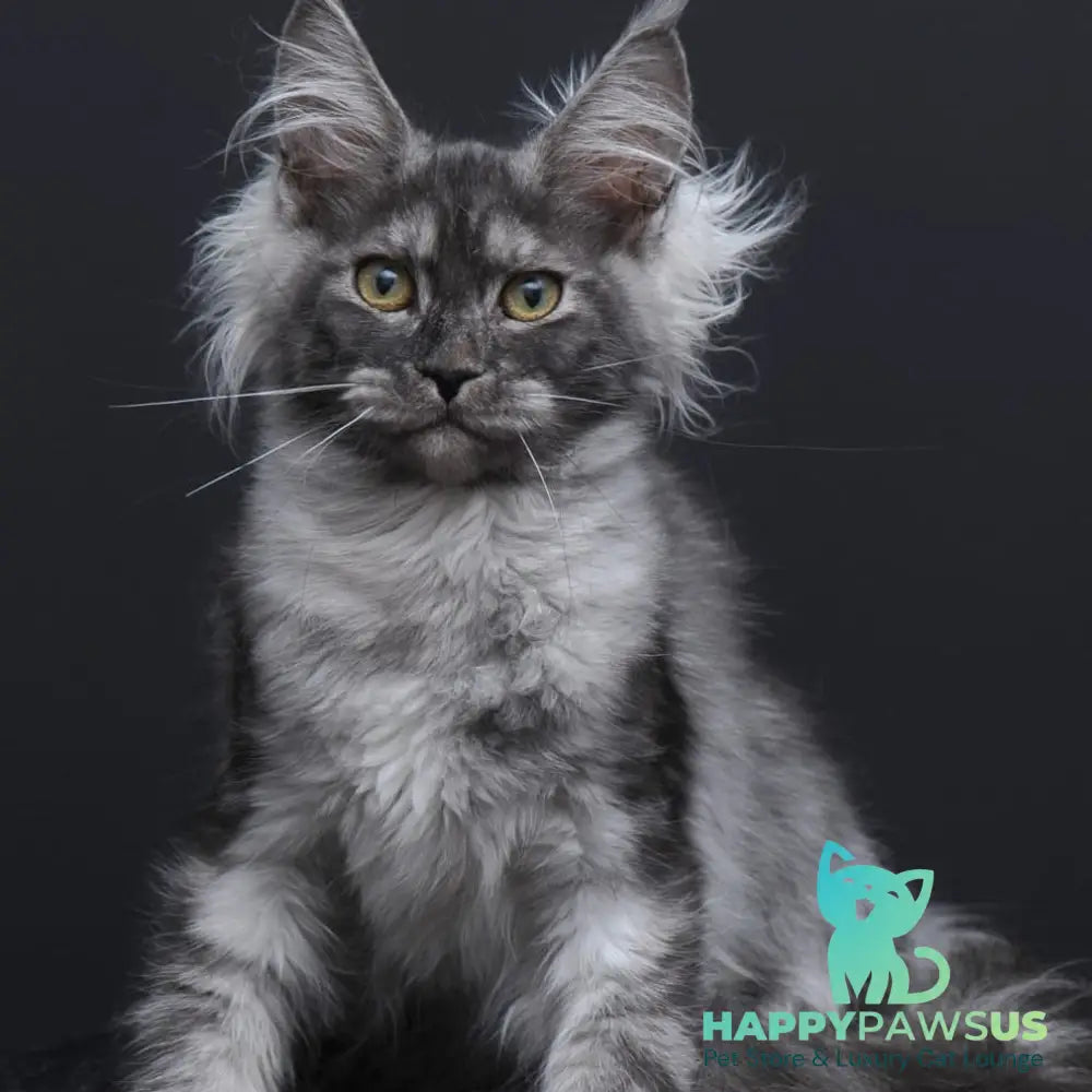 Sabrina Maine Coon female black silver - live animals