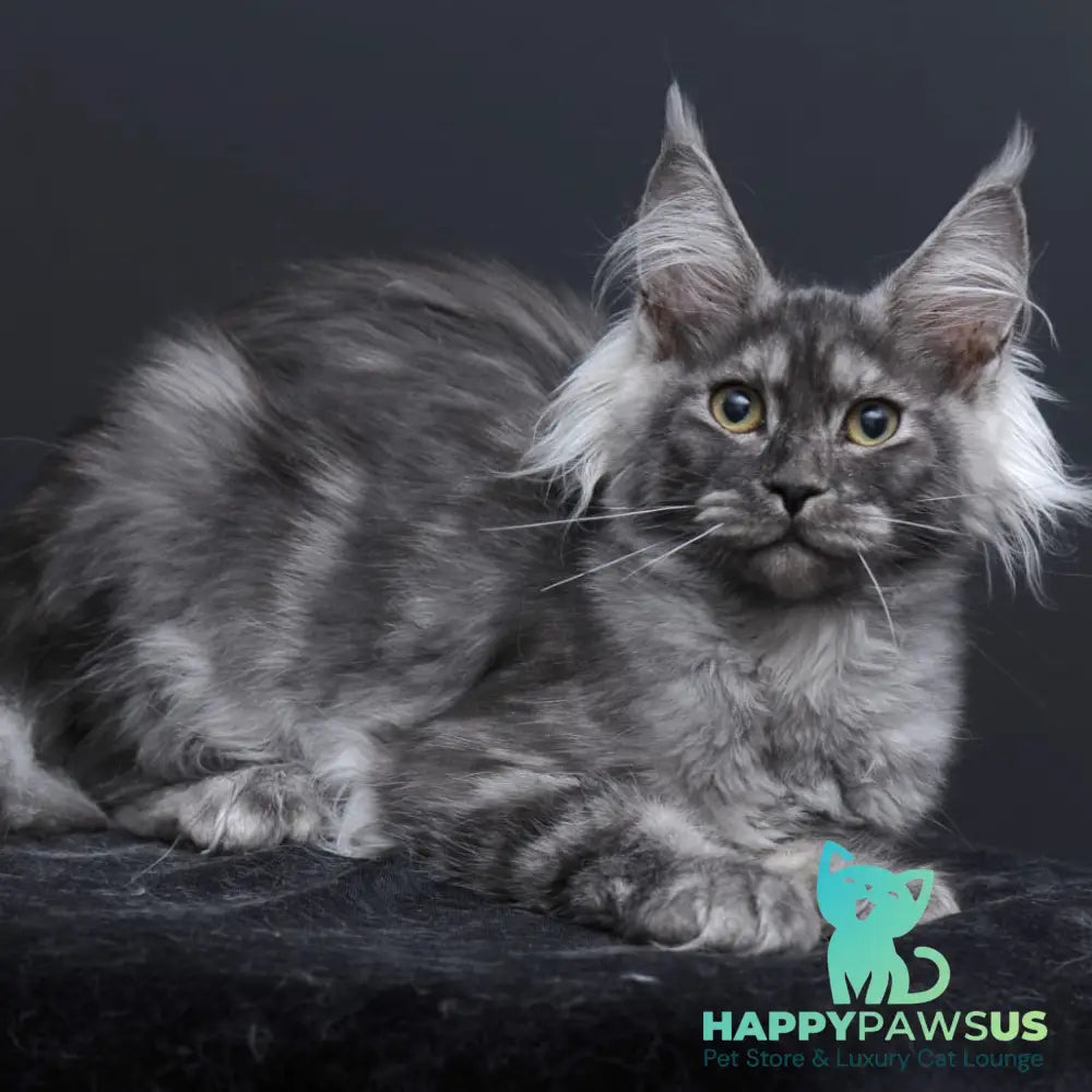 Sabrina Maine Coon female black silver - live animals
