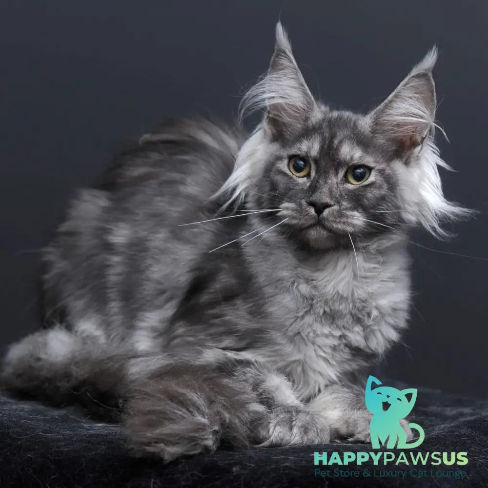 Sabrina Maine Coon female black silver - live animals
