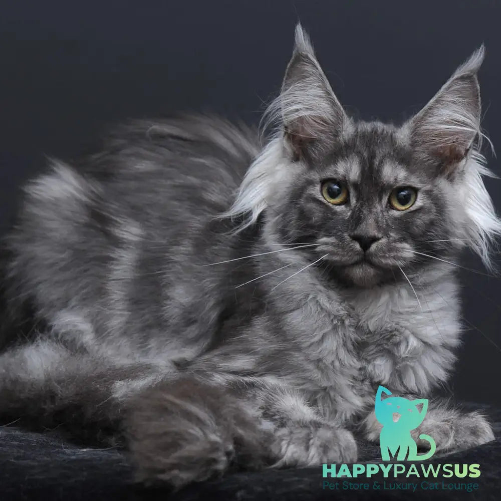 Sabrina Maine Coon female black silver - live animals
