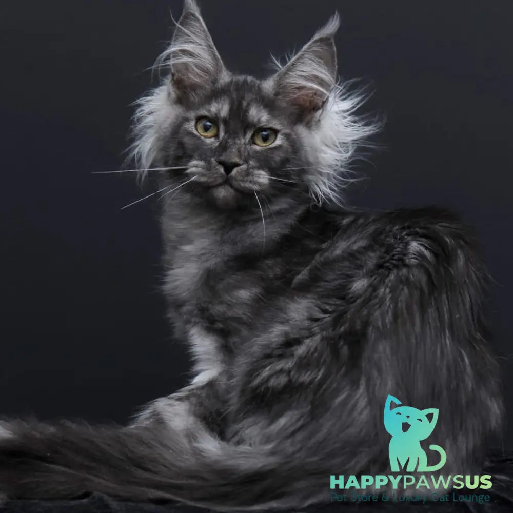 Sabrina Maine Coon female black silver - live animals