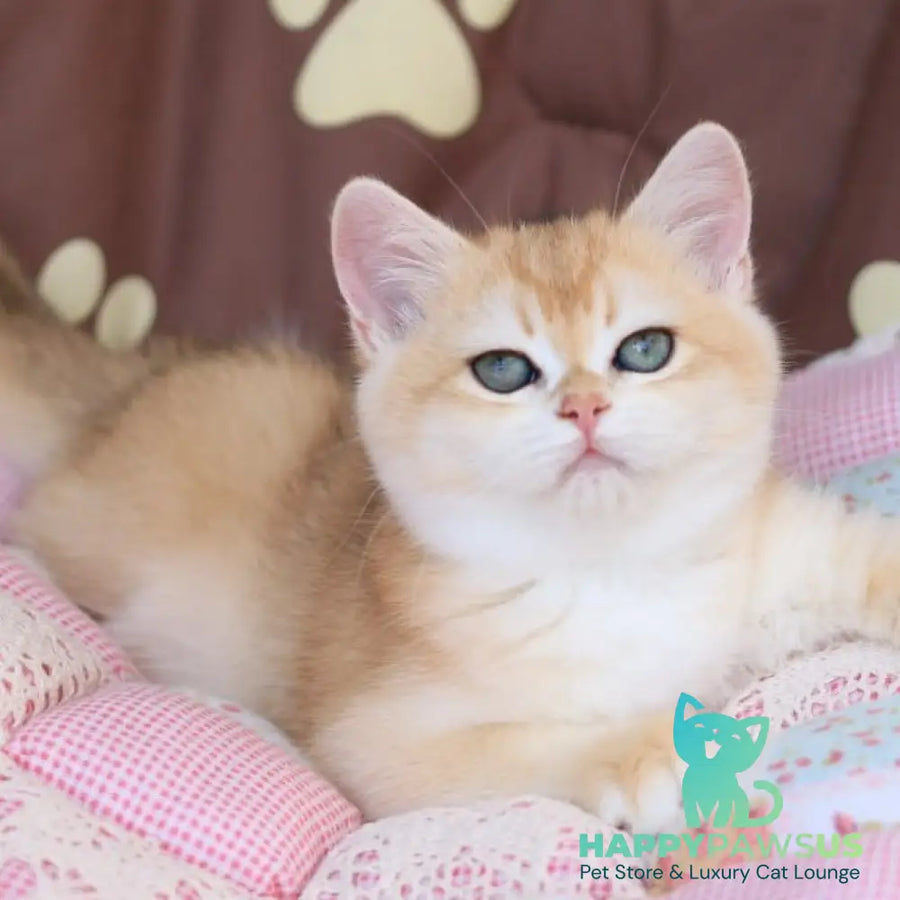 Sacura British Shorthair female black golden chinchilla - live animals