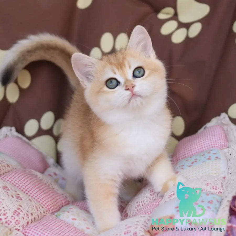 Sacura British Shorthair female black golden chinchilla - live animals