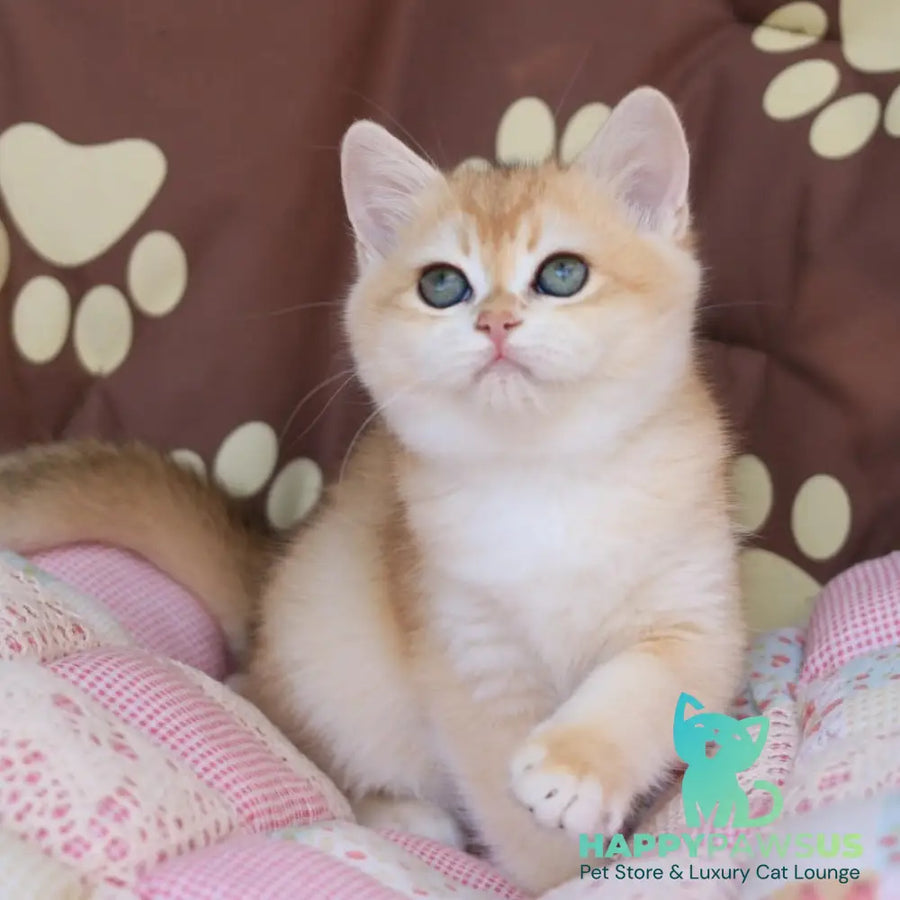 Sacura British Shorthair female black golden chinchilla - live animals