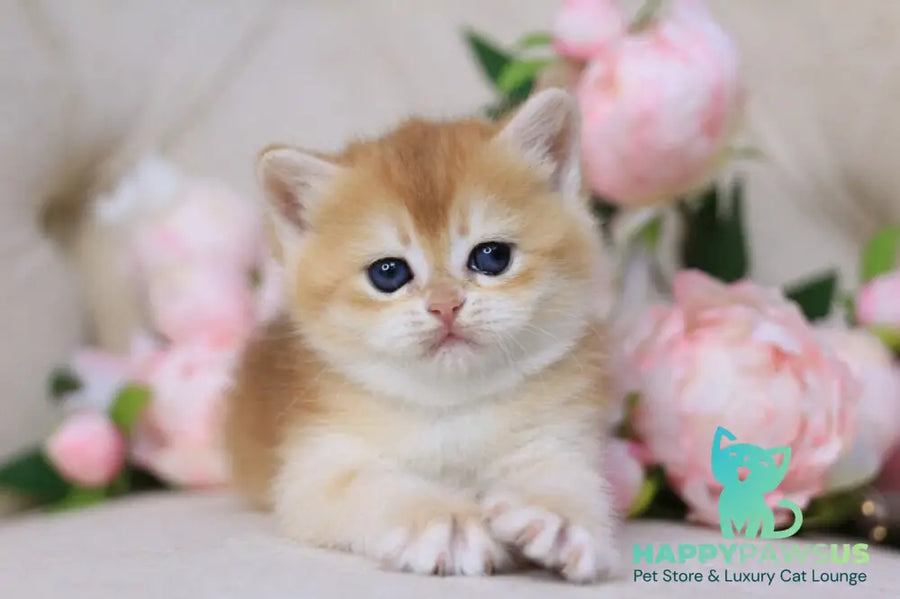 Sacura British Shorthair female black golden chinchilla - live animals