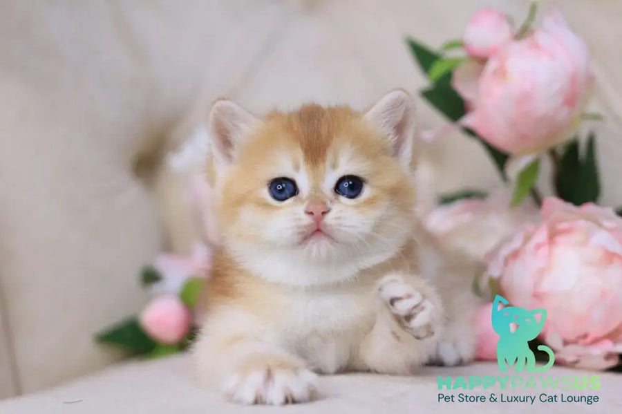 Sacura British Shorthair female black golden chinchilla - live animals
