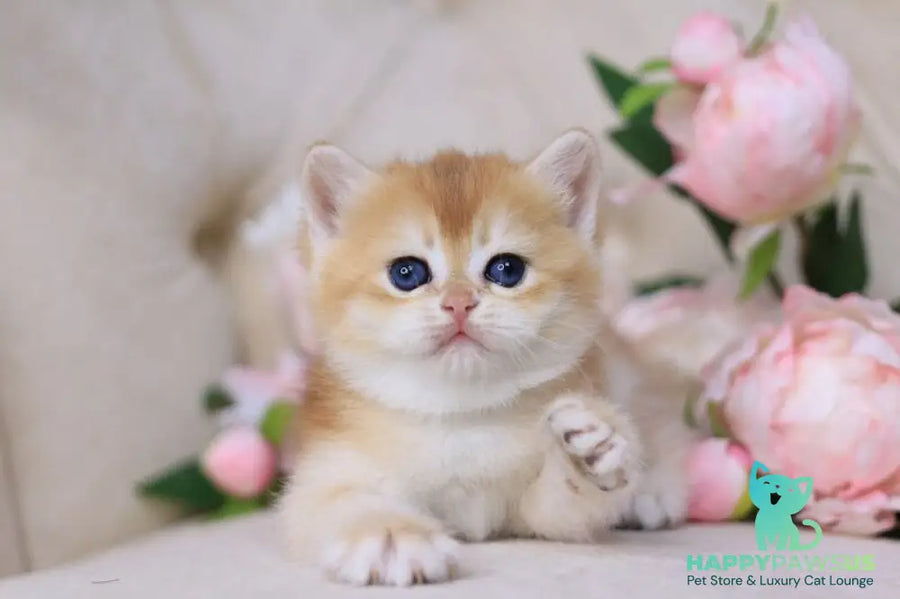 Sacura British Shorthair female black golden chinchilla - live animals